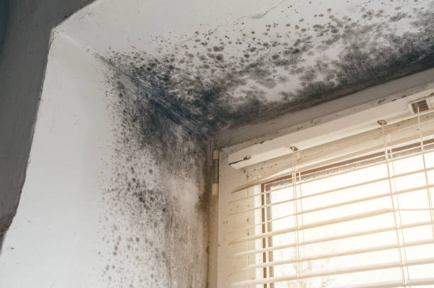 Affordable Mold Cleanup solutions in Seminole, TX